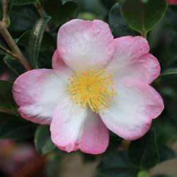 Camellia sasanqua Versicolor